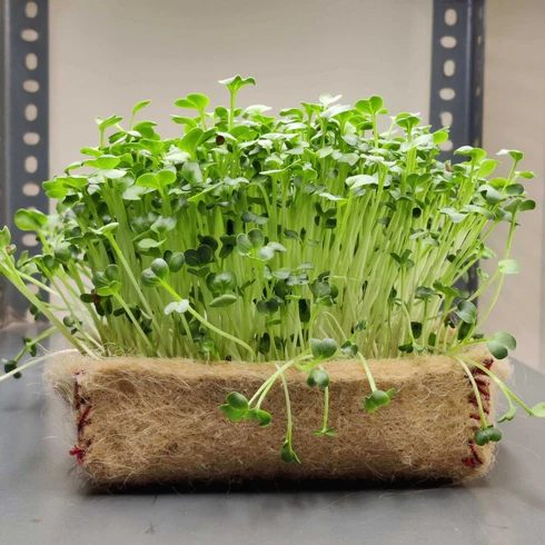 Microgreen Seed Combo – Broccoli, Basil, Radish & Mustard