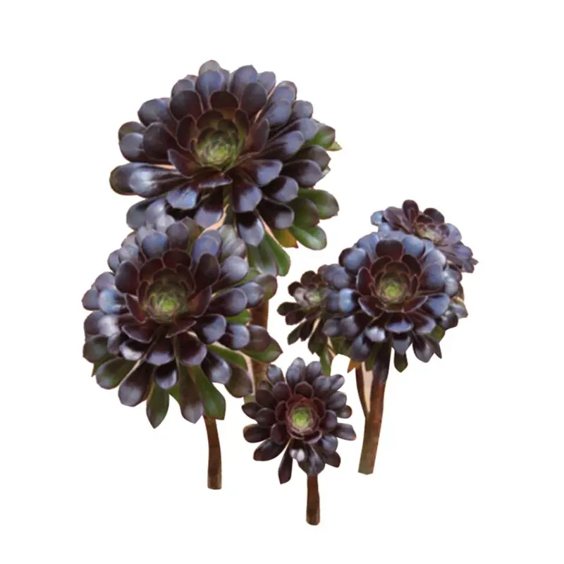 Black Rose Aeonium Arboreum Zwartkop Succulent – Organic Outdoor Plant by Nema