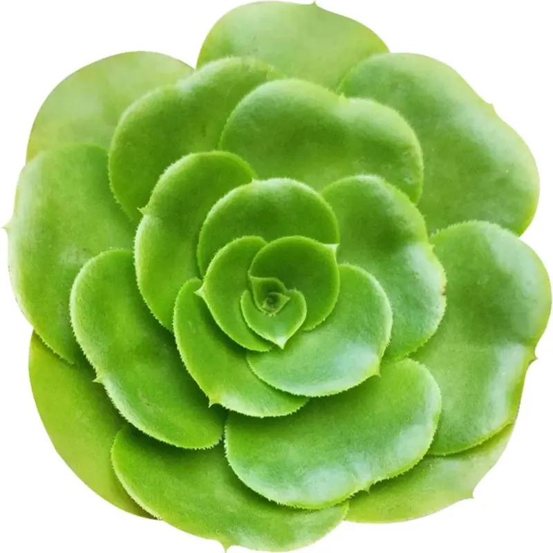 Aeonium Green Platters (2 inch) | Live Healthy Easy-to-Grow Indoor Succulents for Home Office Decoration