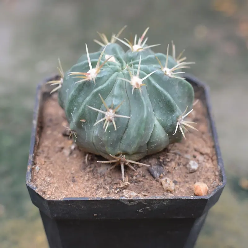 Ferocactus Latispinus VAR. Latispinus – Red Barrel Cactus with Pot | Rare Outdoor Cactus by myBageecha