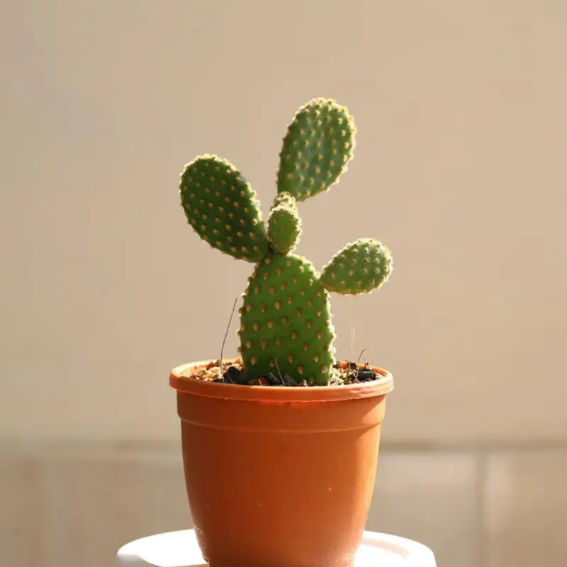 Hover Image